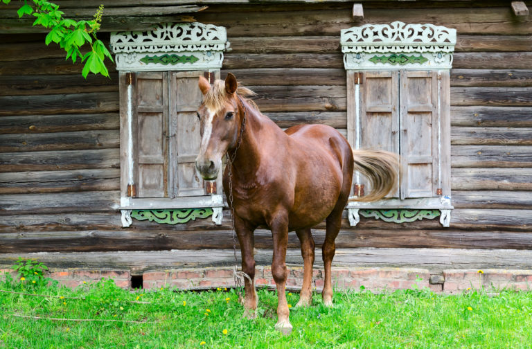 old horse in front of old hourse iStock-Olga355-528577842