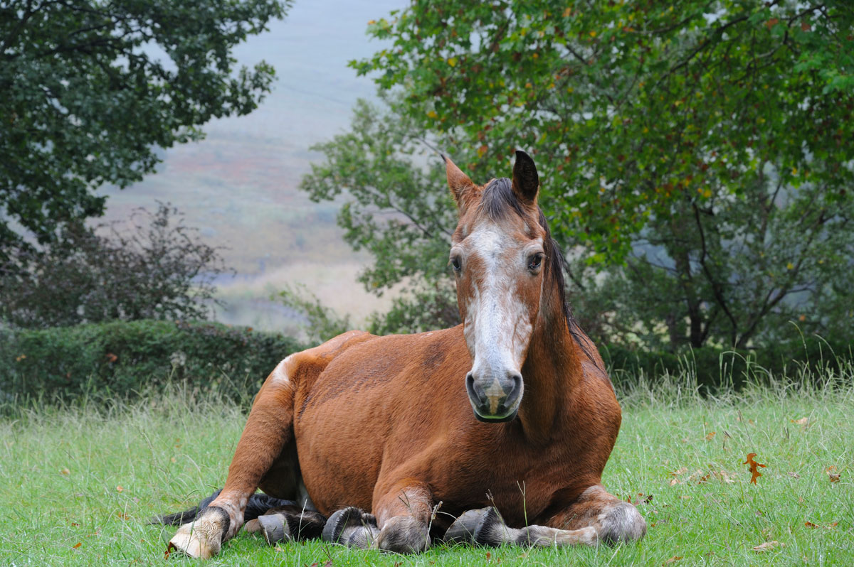 Arthritis in Older Horses Stable Management