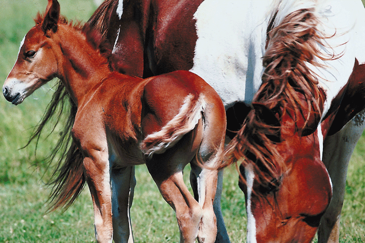 Oxytocin: An Important Part of Maternal Recognition of Pregnancy promo image
