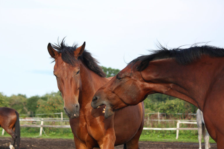 Part 2 Gentle Horse Training: Fairly Tale or..