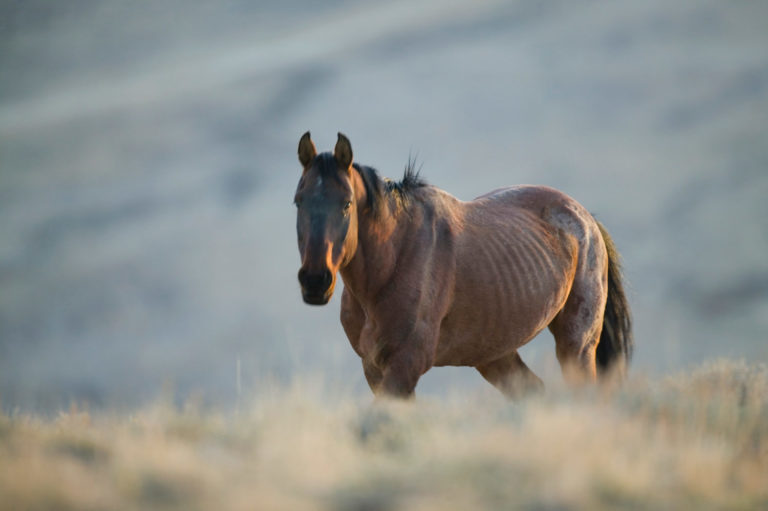 Pasture and Hay for Underweight Horses promo image