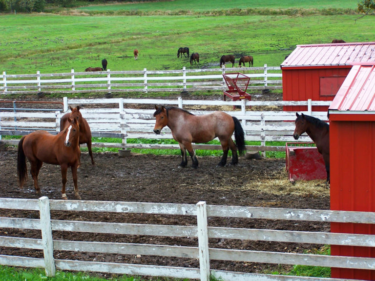 Pasture Damage promo image