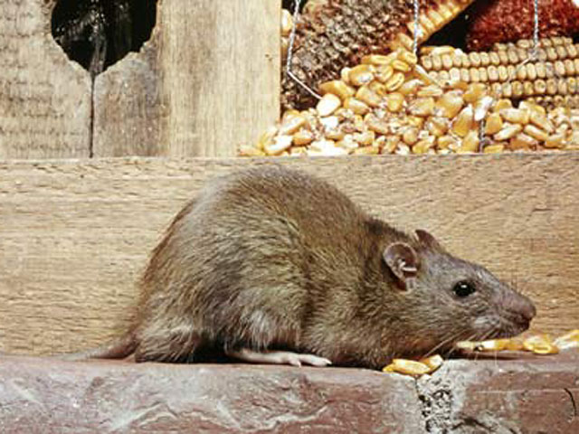 Pest Control promo image