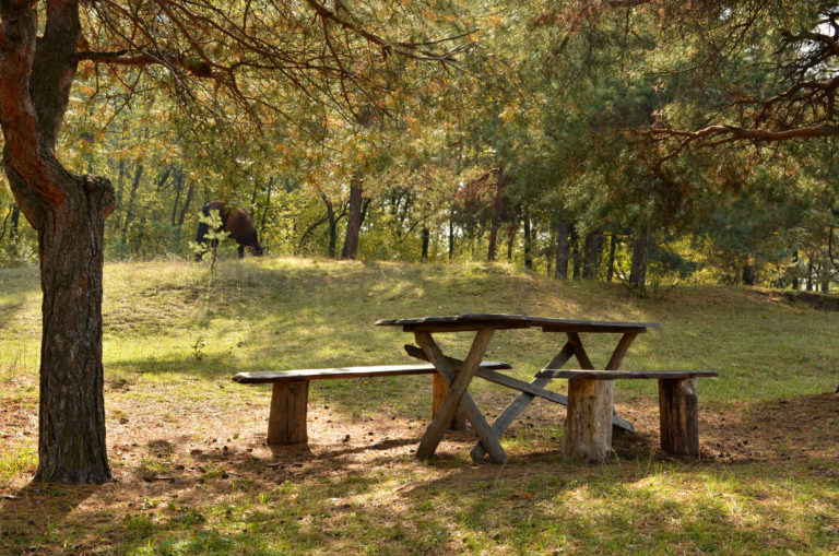 picnic-table-woods-iStock-Kovalchuk-187551183-2400