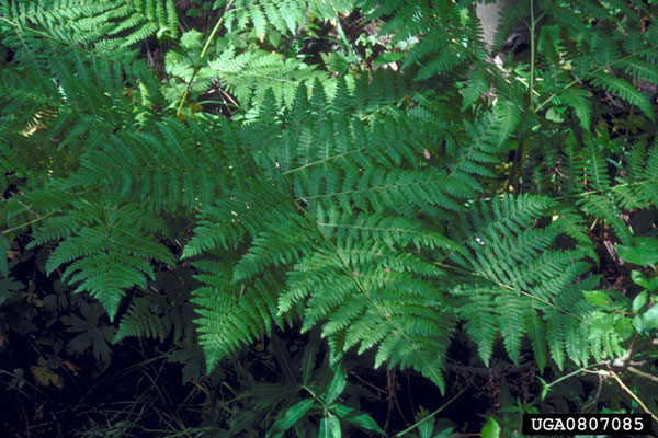 Poisonous Plants: The First Five of the Top 10 promo image