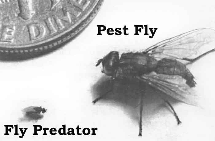 Predator Wasps for Horse Farm Fly Control promo image