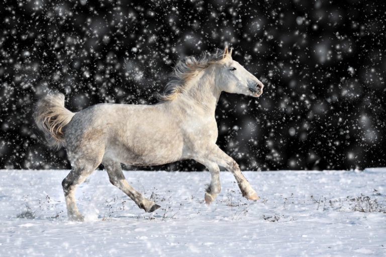 Preparing Your Horses for Winter promo image