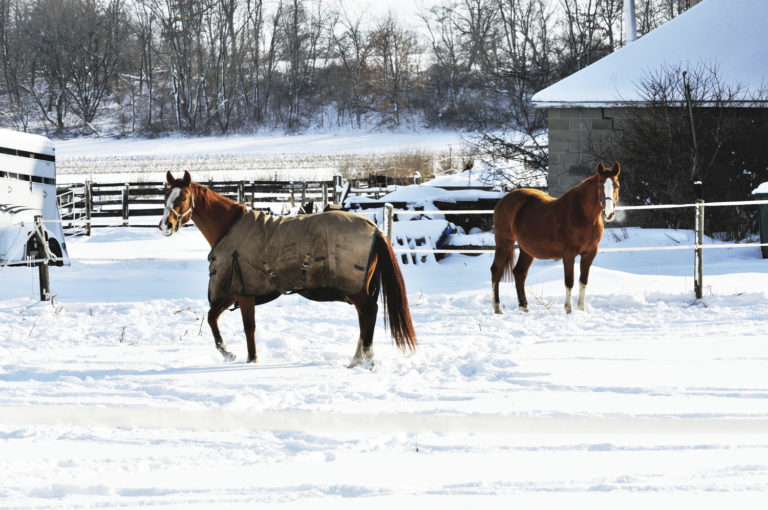 Preparing Your Older Horse for Winter promo image