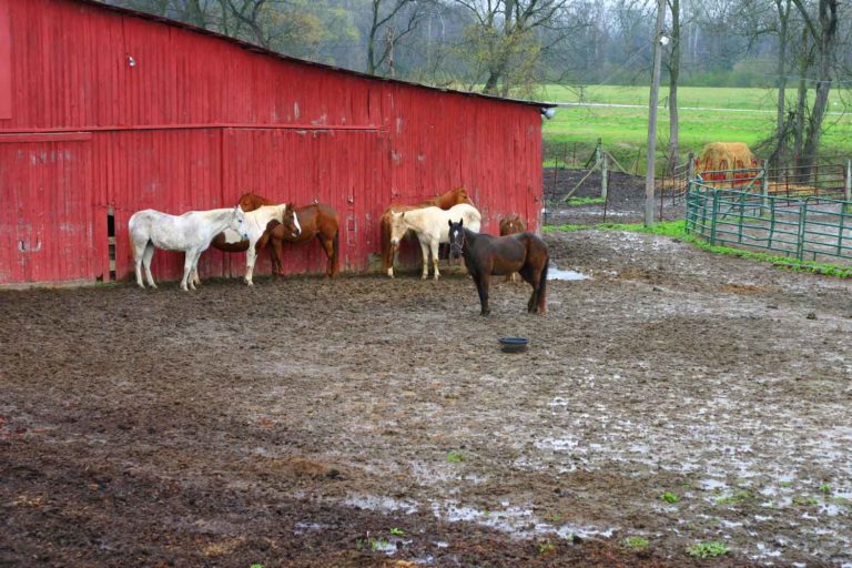Preventing and Treating Thrush in Horses promo image