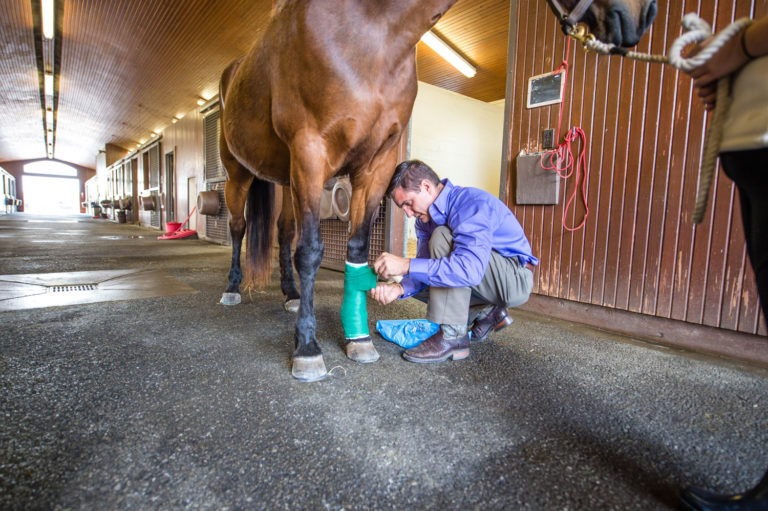 Problems with Analgesics in Horses promo image