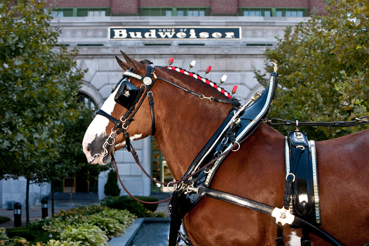 Purina Hitched to Budweiser Clydesdales as Nutrition Partner promo image