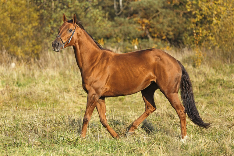 Putting Weight on a Skinny Horse promo image
