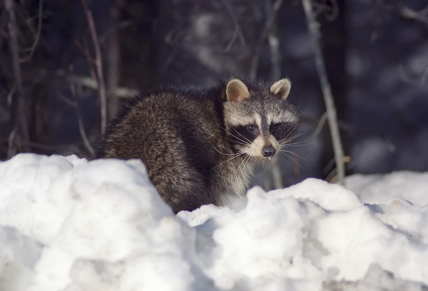 raccoon-in-snow