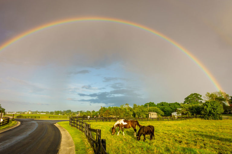 rainbow-horses-field-farm-GettyImages-1329126559-1200