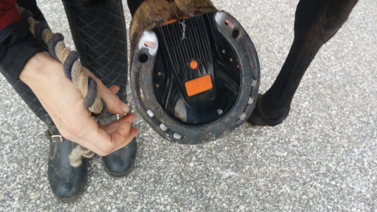 Razer Shoes and Propads Offer Sound Solution for Trail Horses promo image