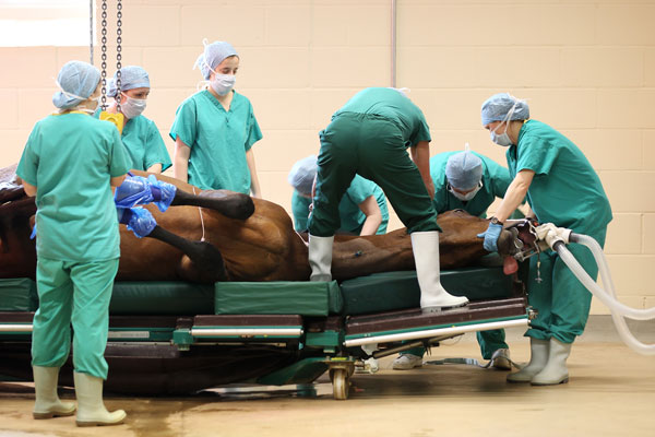 Recovering from Colic Surgery--Feeding and Nutrition Advice promo image