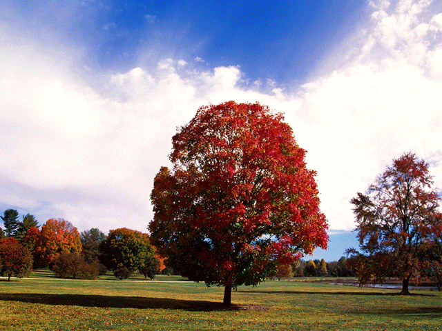 Red Maple Trees Pose Serious Risks to Horses promo image