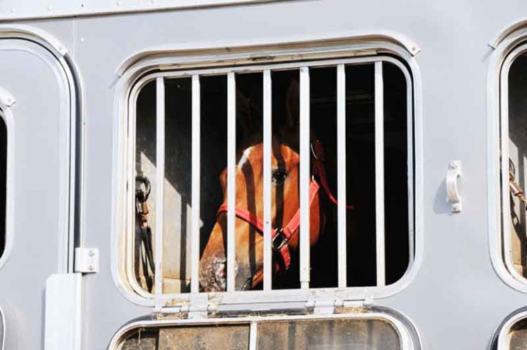 Reduce Risk of Infection When Traveling With Horses promo image