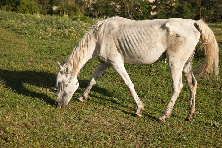 Refeeding of Malnourished Horses promo image