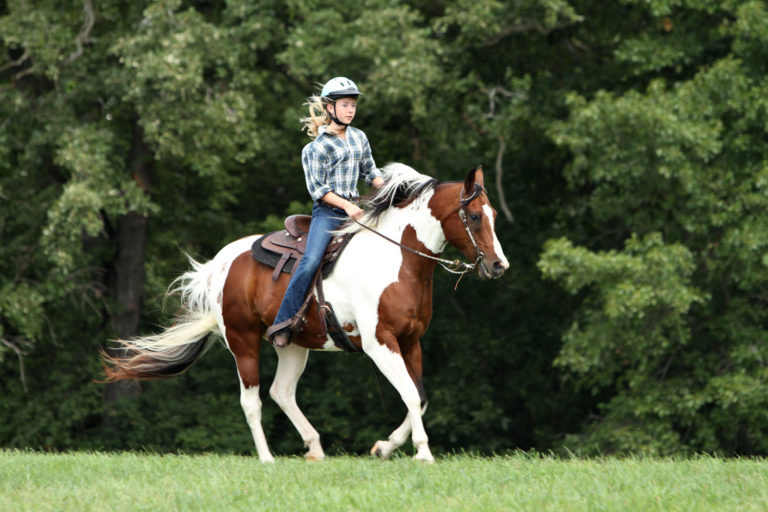 Rein Lameness is Difficult to Diagnose promo image