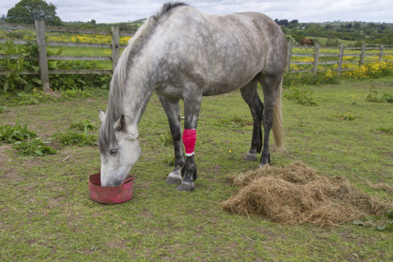 Research on Glucosamine Supplementation in Horses promo image