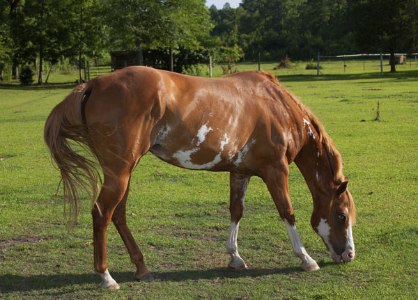 Research on Grazing Behavior in Horses promo image