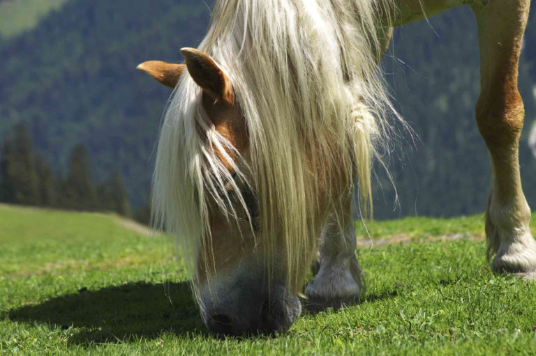 Research on Grazing Habits of Muzzled Horses promo image