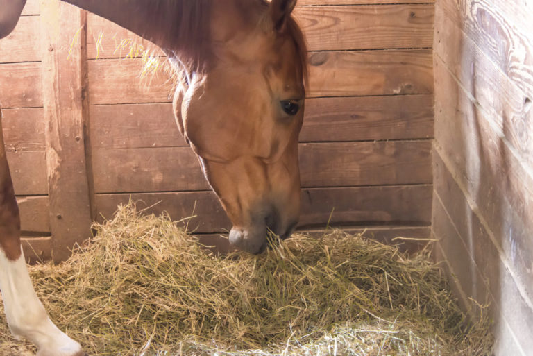 Research on Hay Preservatives and Horses promo image