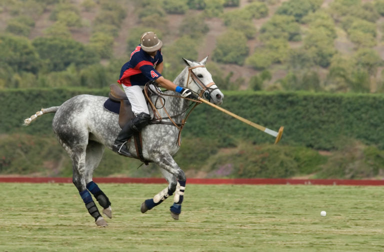 Research on Tendon Boots and Skin Temperature promo image