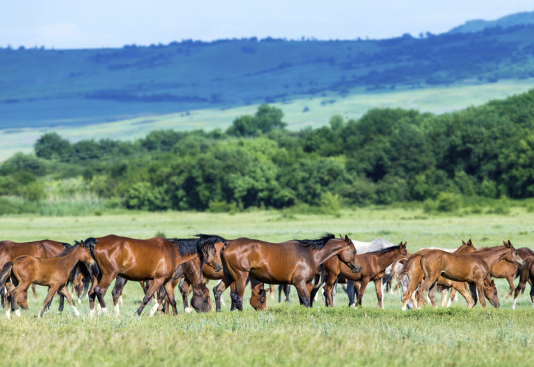 Research on Weight Gain in Foals on Pasture promo image