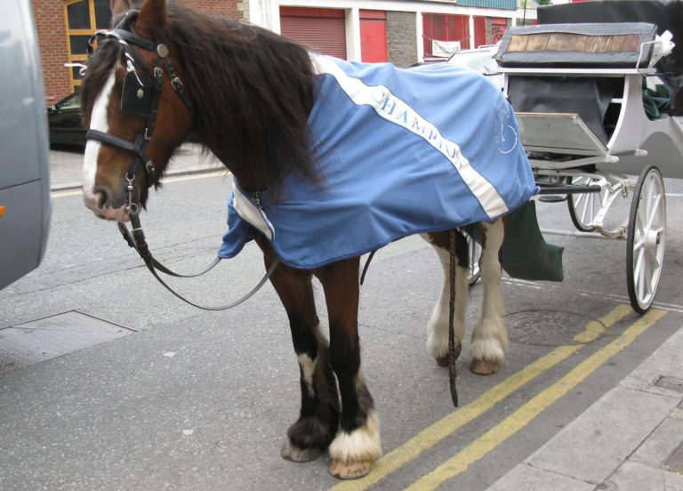 Research on Welfare of Carriage Horses promo image