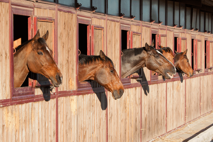 Research Shows Country and Classical Music More Restful For Horses promo image
