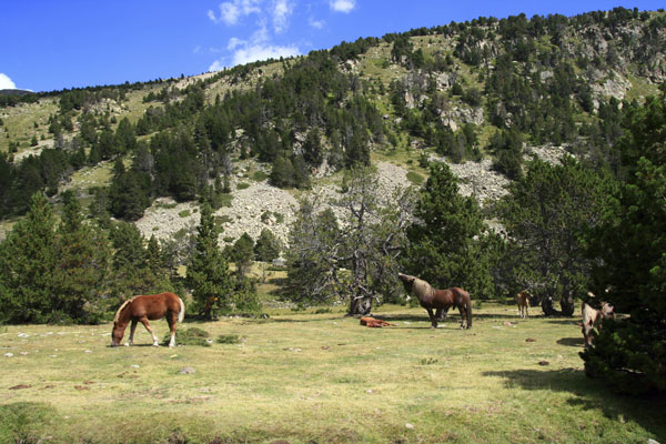 Research Shows Horses Have Specific "Tastes" promo image