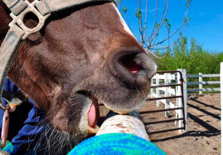 Research Update on Crib-biting and Colic promo image