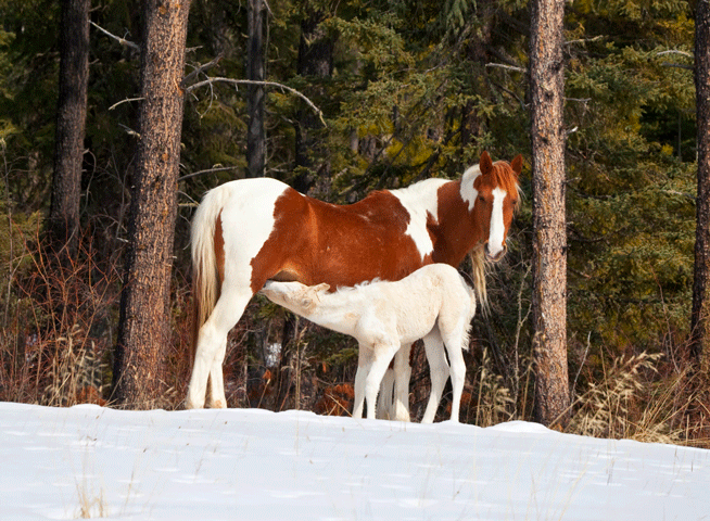 Researchers Study New Tools for Getting Mares to Cycle Earlier and Cheaper promo image