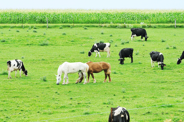 Risk Factors for Nitrate Poisoning in Horses promo image