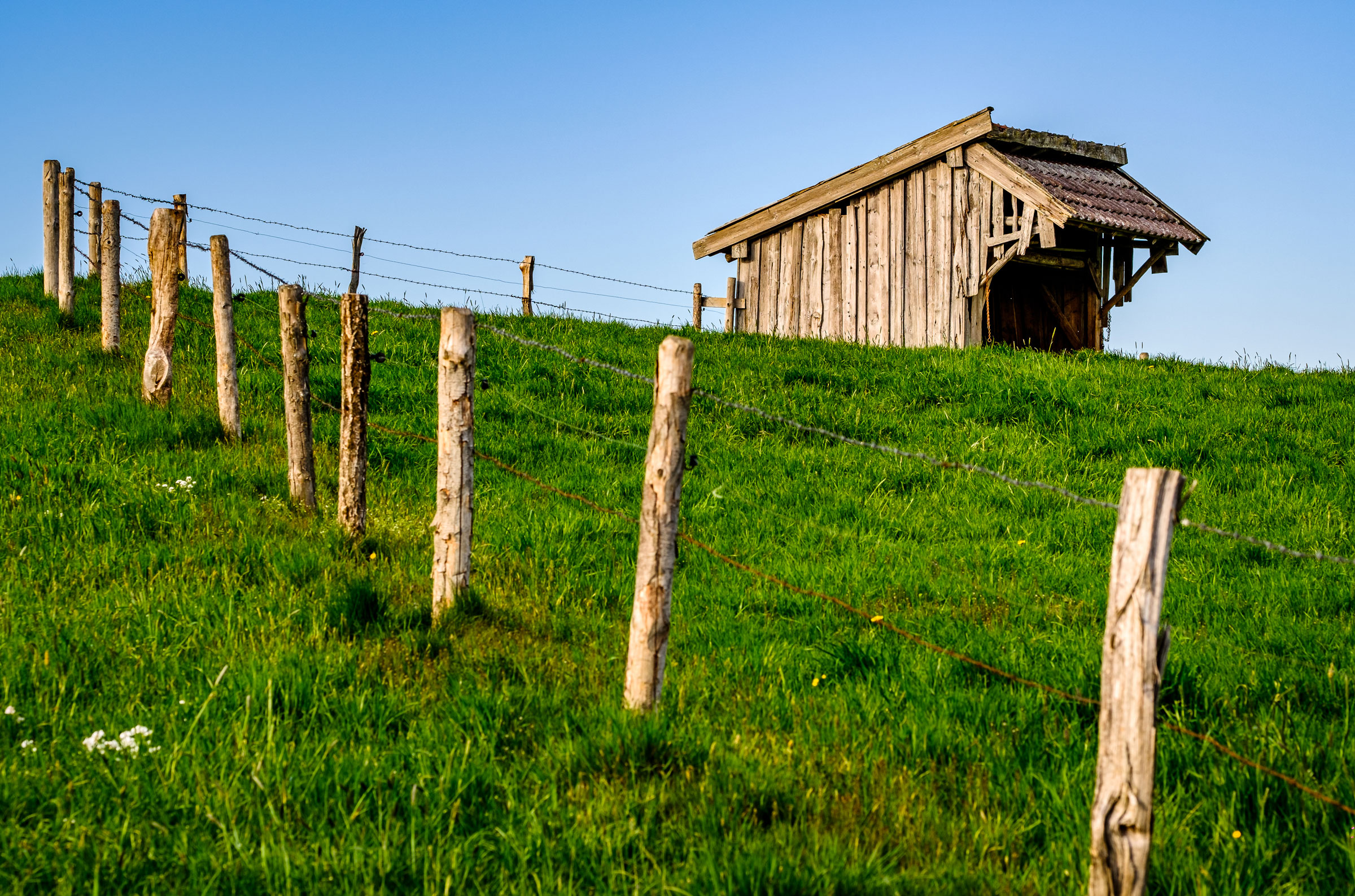 Horse Run-In Shed: What You Need To Know In 2024