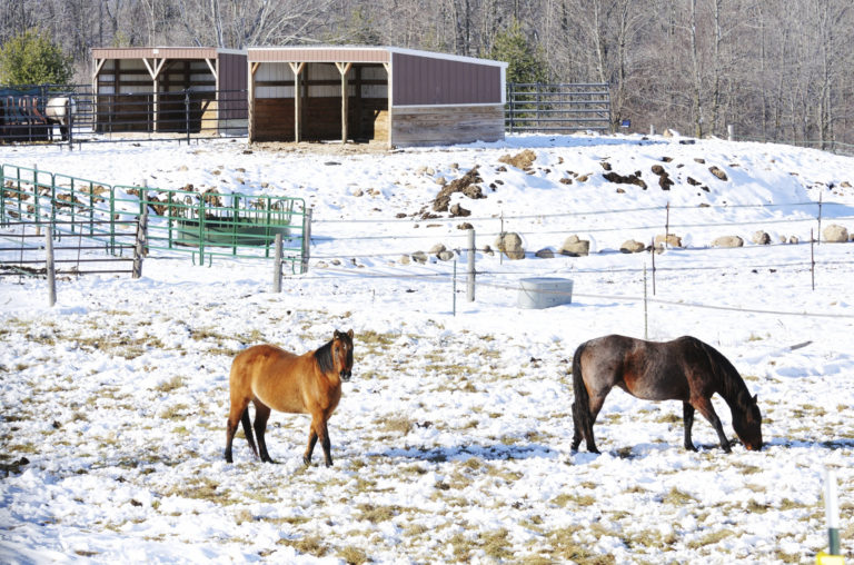 run-in-shed-snow-horses-field-2400