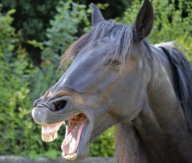 Selecting an Equine Dentist promo image