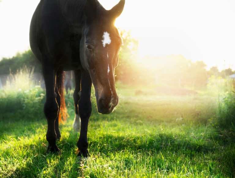 senior-old-horse-in-pasture-GettyImages-476674034-1200