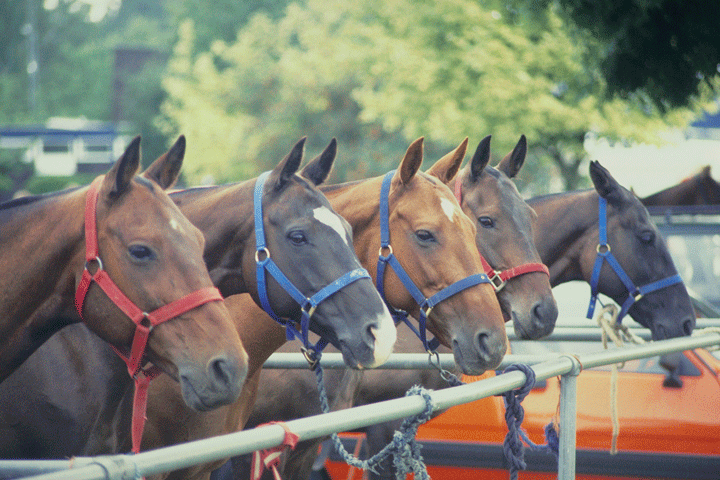 Set the Rules for Safe Horse Tying promo image