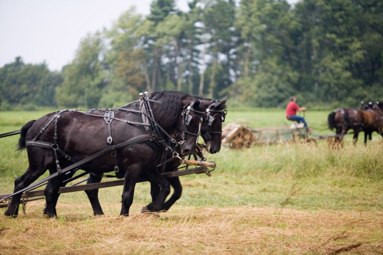 Shivers Info from the University of Minnesota Equine Center promo image