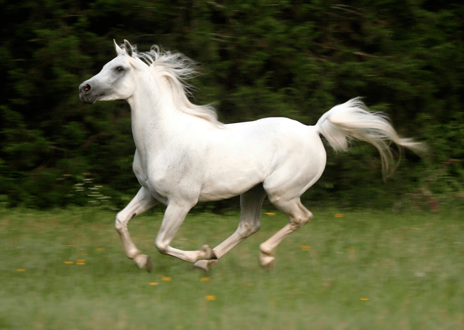 Short Time Discount on AHA Registration for Horses Two and Older promo image