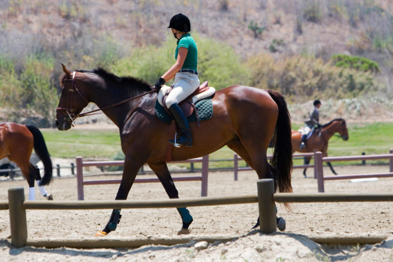 Should You Incorporate Your Horse Activity? promo image