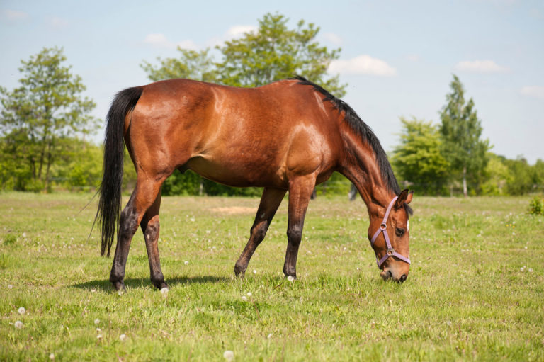 Six Steps to Weight Loss for Your Horses promo image