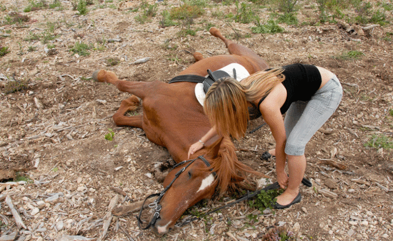 Skull Fractures Can Happen in Horses promo image