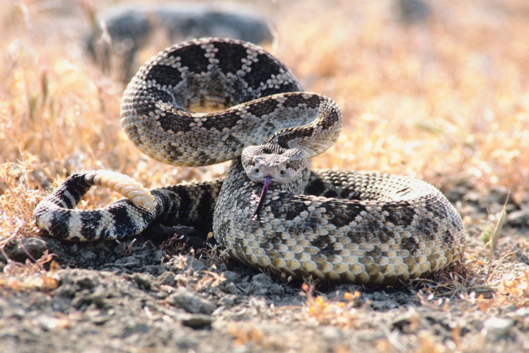 Snakebite in Horses promo image