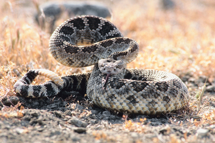 Snakes and Horses, A Bad Combination promo image