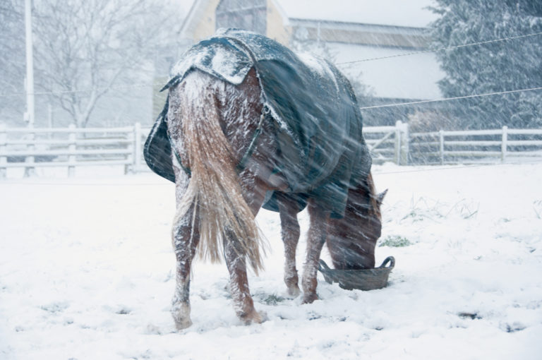 snow-blowing-horse-blanket-feed-tub-iStock-892842082-2400