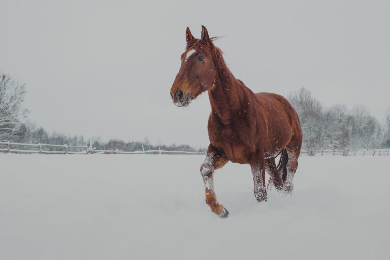 snow-chestnut-horse-gray-sky-iStock-896339836-2400